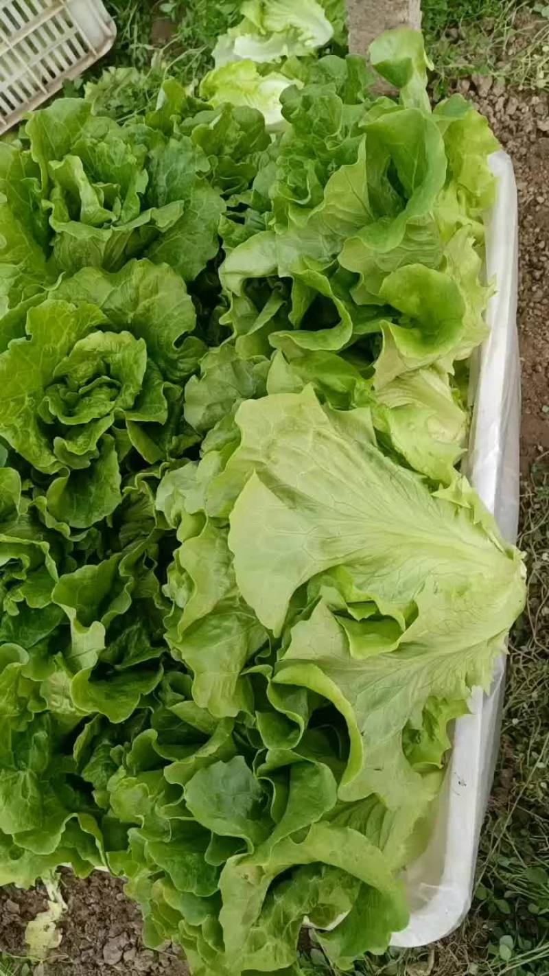 大量批发生菜