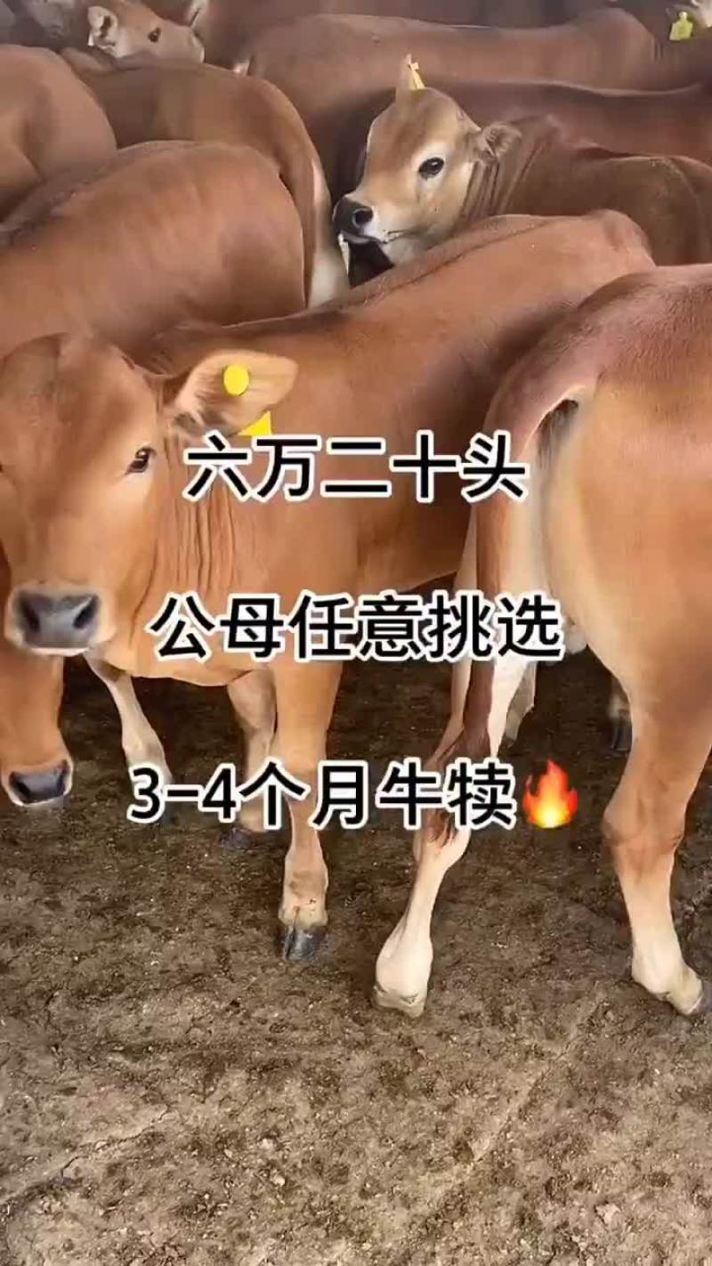 利木赞牛买十头送一头包送货有需要的联系我