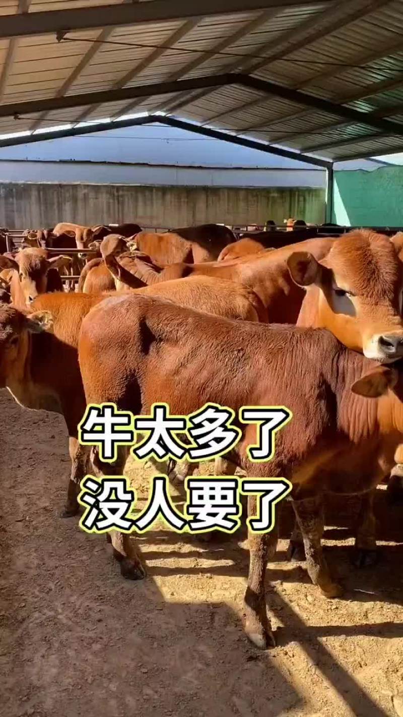 利木赞牛买十头送一头包送货有需要的联系我