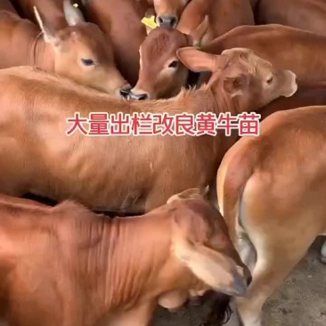 肉牛王买十头送一头包送货有需要的联系我