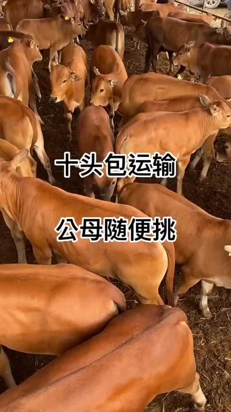 肉牛王买十头送一头包送货有需要的联系我