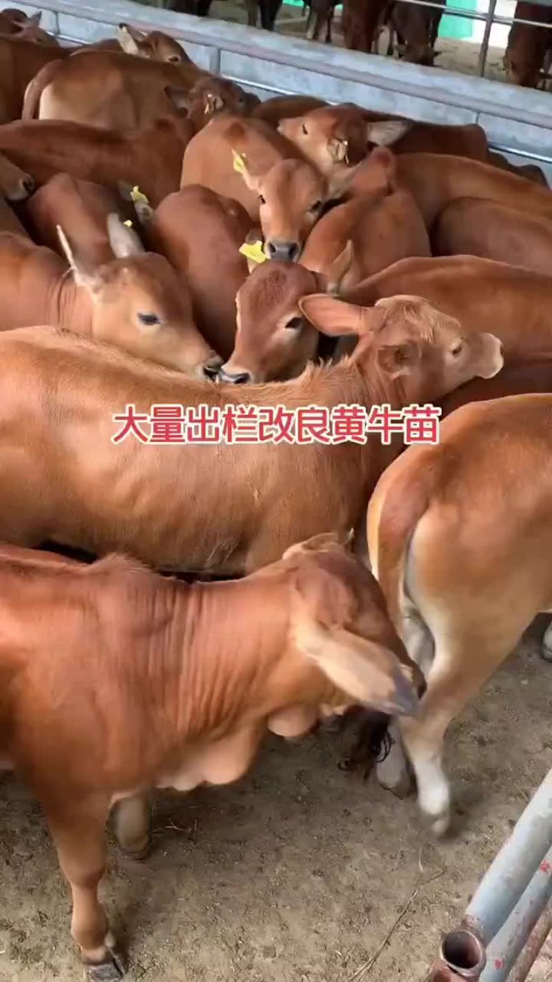肉牛王买十头送一头包送货有需要的联系我
