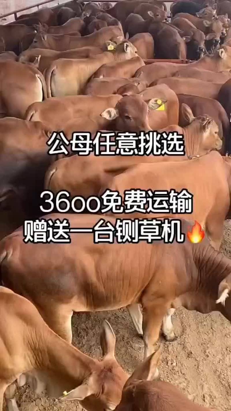 架子牛买十头送一头包送货有需要的联系我
