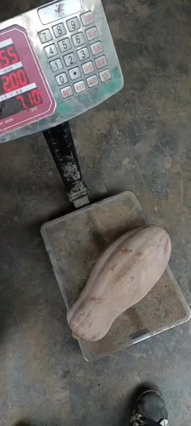 优质南瓜