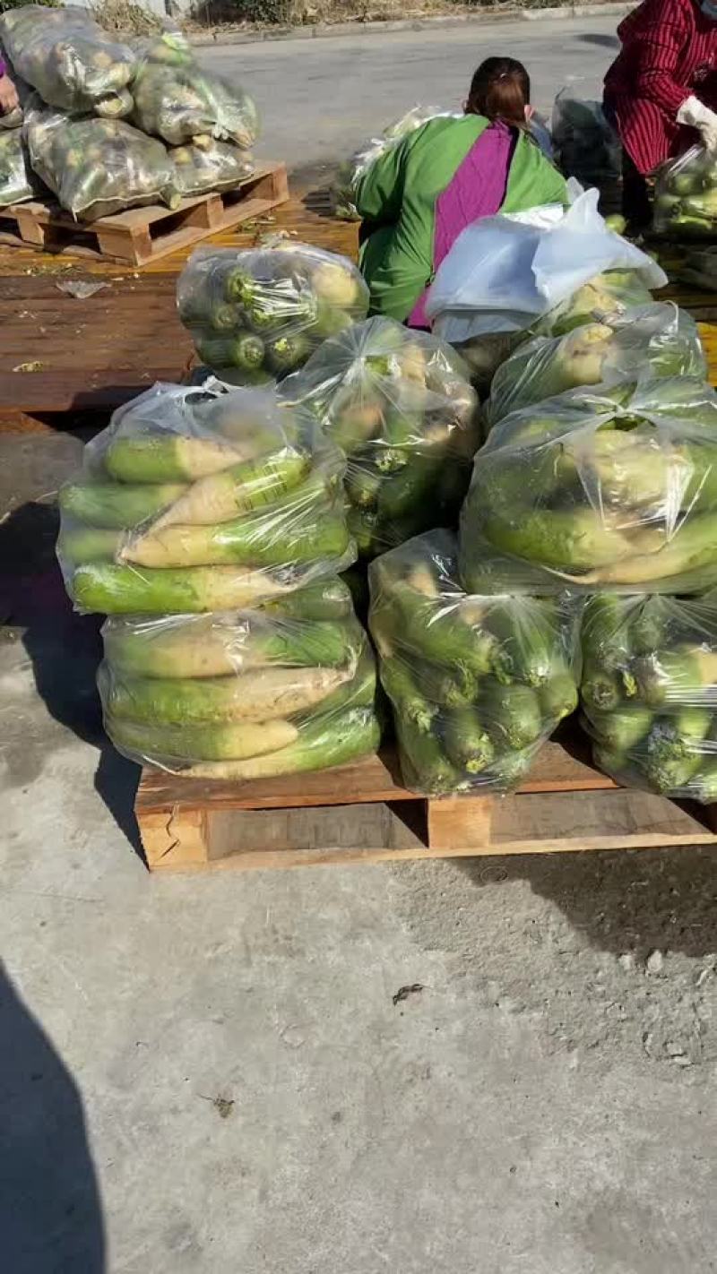 精品萝卜