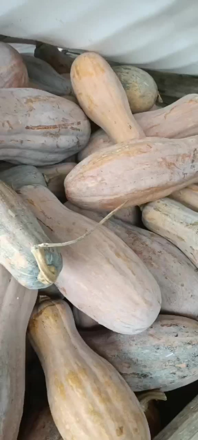 优质南瓜