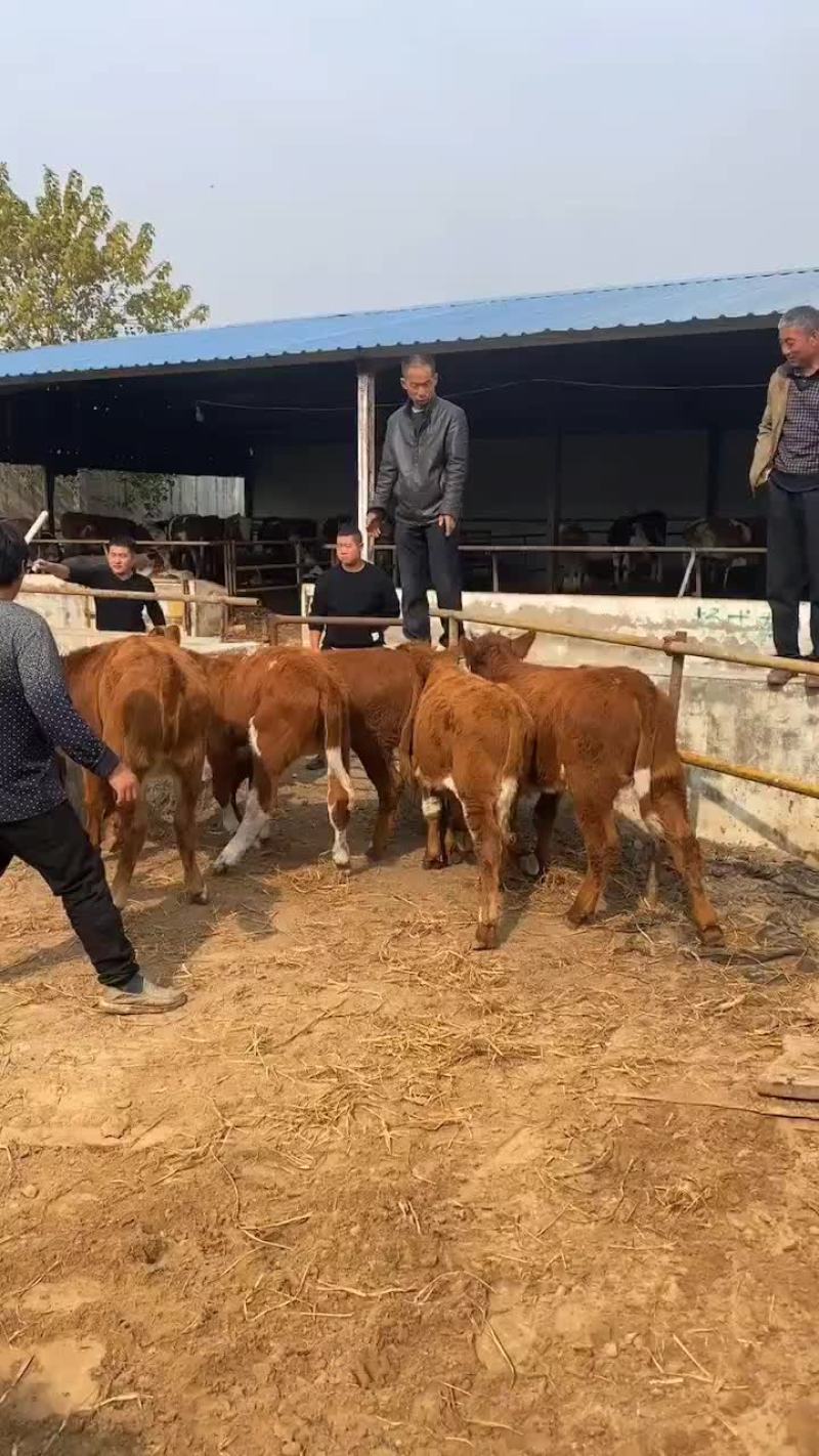 无角红牛买十头送一头包送货有需要的联系我