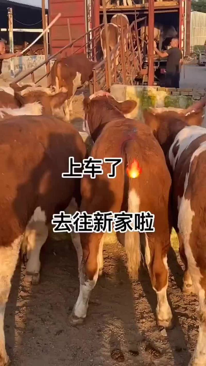 晋南黄牛买十头送一头包送货有需要的联系