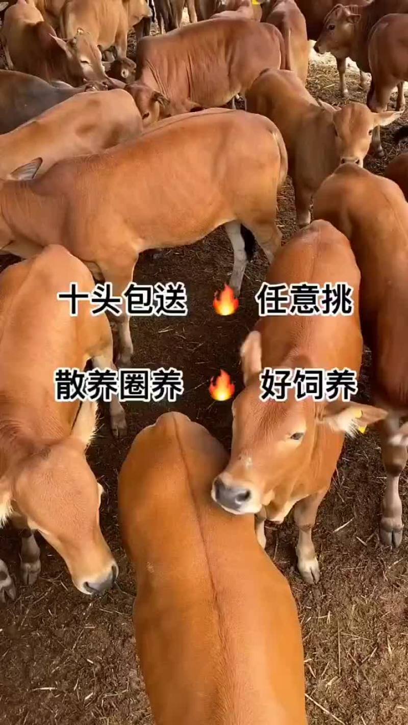 晋南黄牛买十头送一头包送货有需要的联系