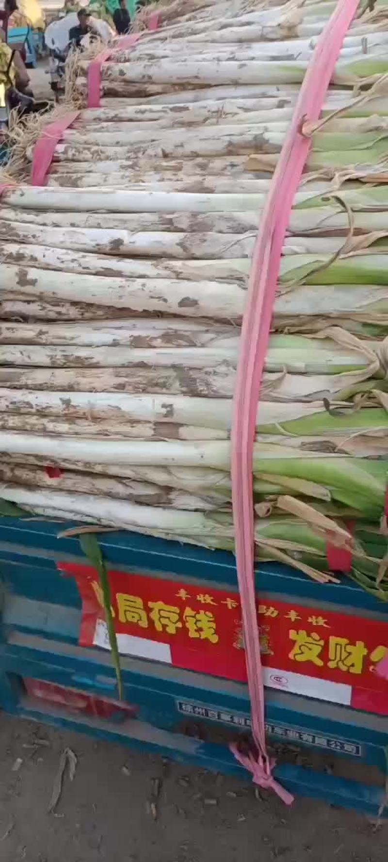 白菜，黄心大白菜大量现货供应中，质量好，价格便宜，量大了