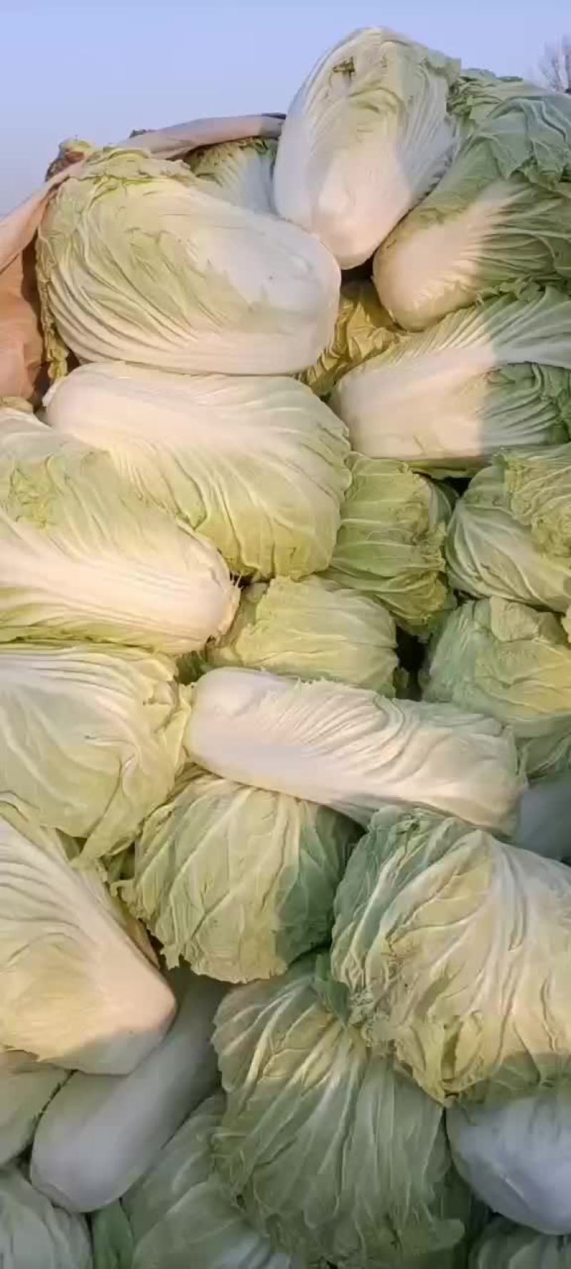 白菜，黄心大白菜大量现货供应中，质量好，价格便宜，量大了