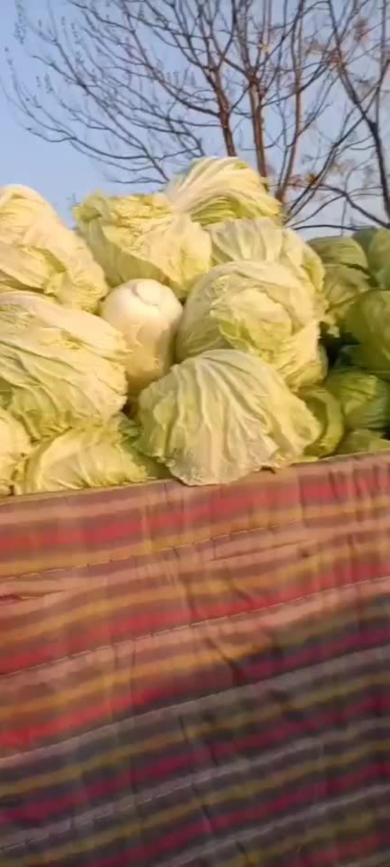 白菜，黄心大白菜大量现货供应中，质量好，价格便宜，量大了