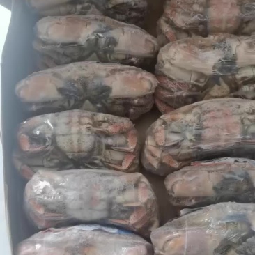 面包蟹礼盒必备