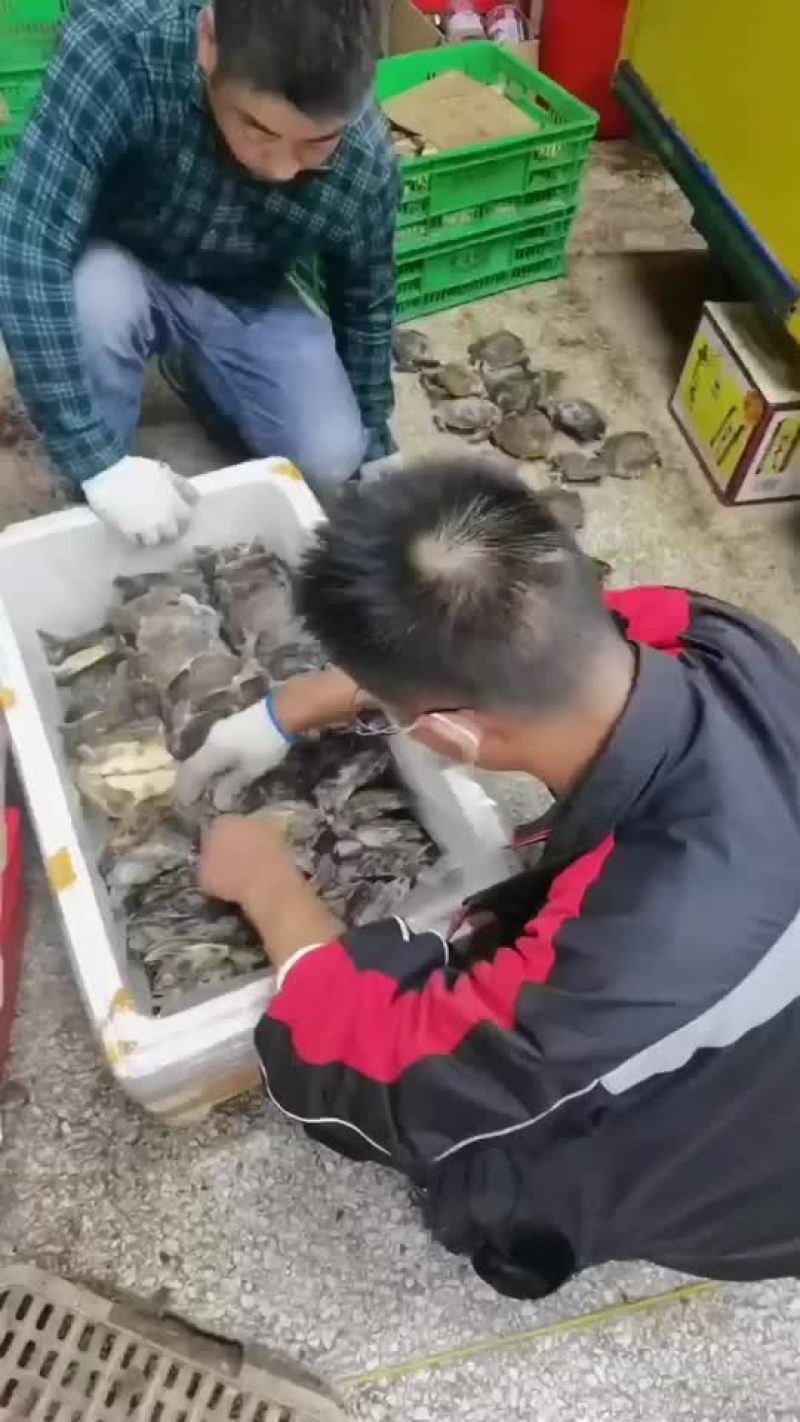 卤甲鱼批发，外塘小甲鱼，塘口现抓现杀，量大从优