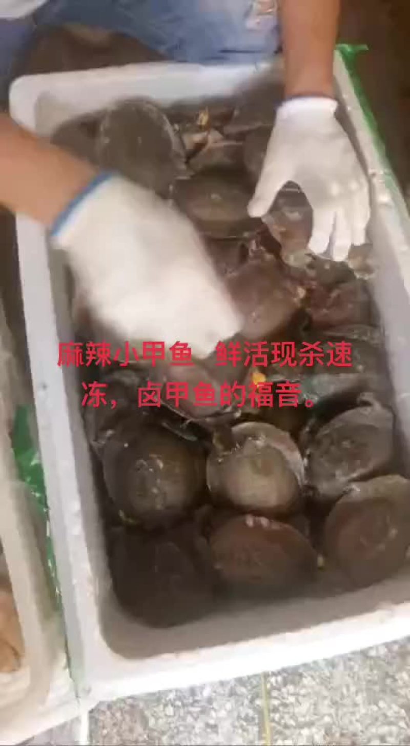 卤甲鱼批发，外塘小甲鱼，塘口现抓现杀，量大从优