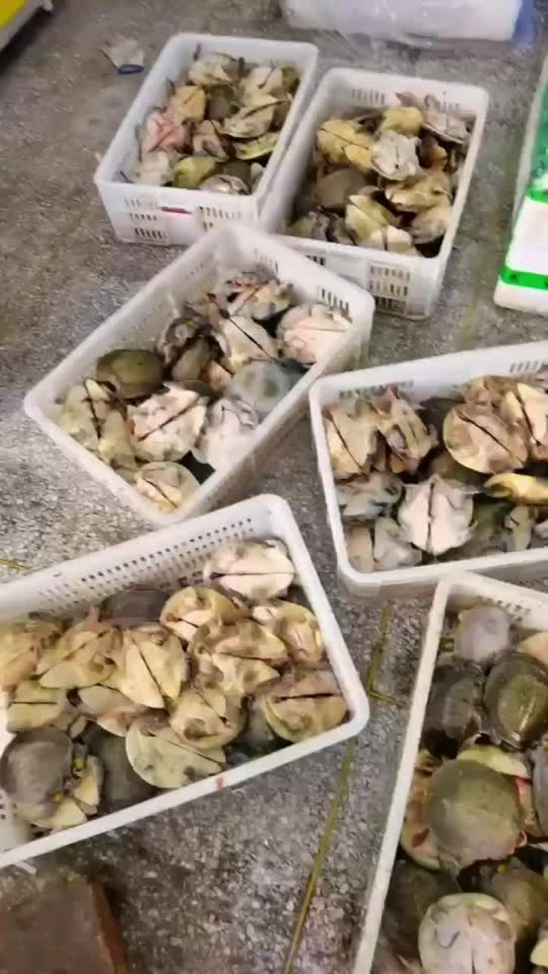 卤甲鱼批发，外塘小甲鱼，塘口现抓现杀，量大从优