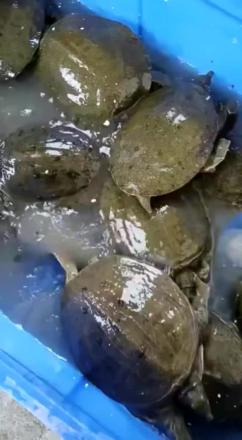 卤甲鱼批发，外塘小甲鱼，塘口现抓现杀，量大从优