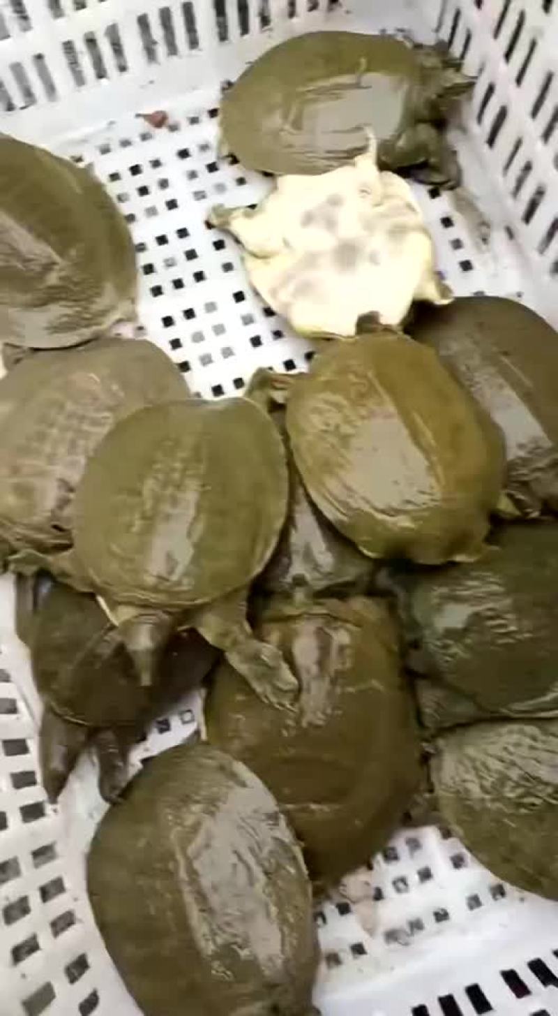 卤甲鱼批发，外塘小甲鱼，塘口现抓现杀，量大从优