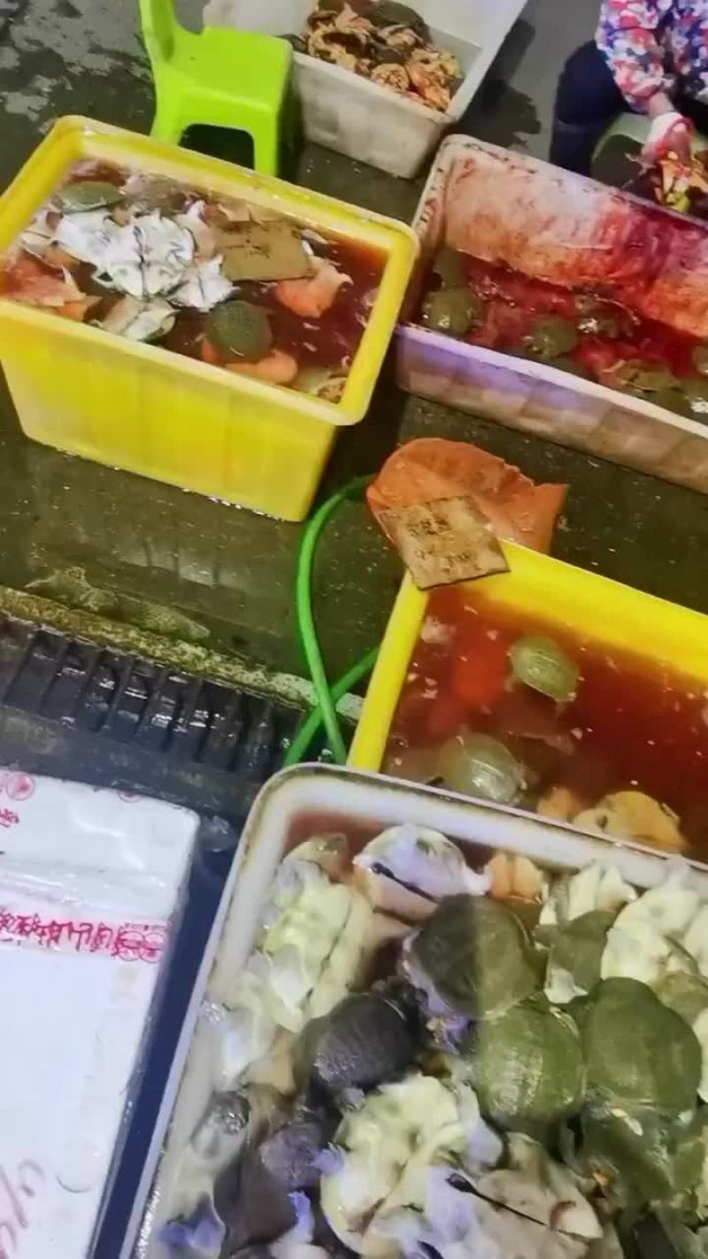 卤甲鱼批发，外塘小甲鱼，塘口现抓现杀，量大从优