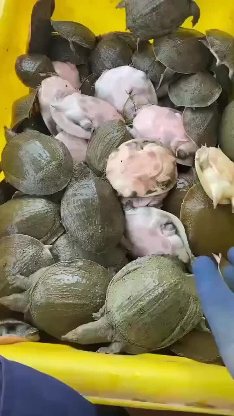 卤甲鱼批发，外塘小甲鱼，塘口现抓现杀，量大从优