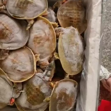 外塘小甲鱼批发，卤甲鱼塘口现抓现杀，量大从优