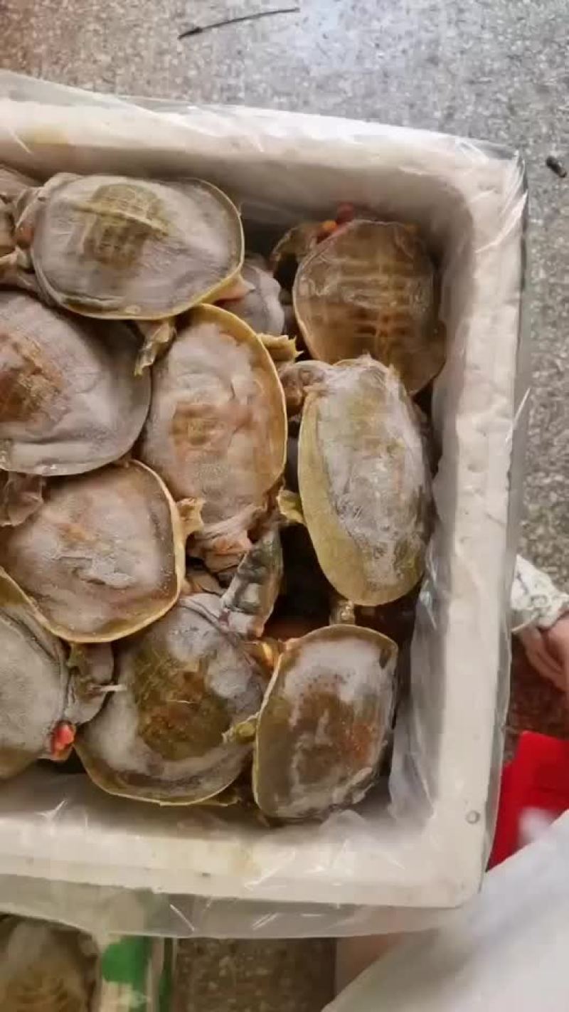 卤甲鱼批发，外塘小甲鱼，塘口现抓现杀，量大从优