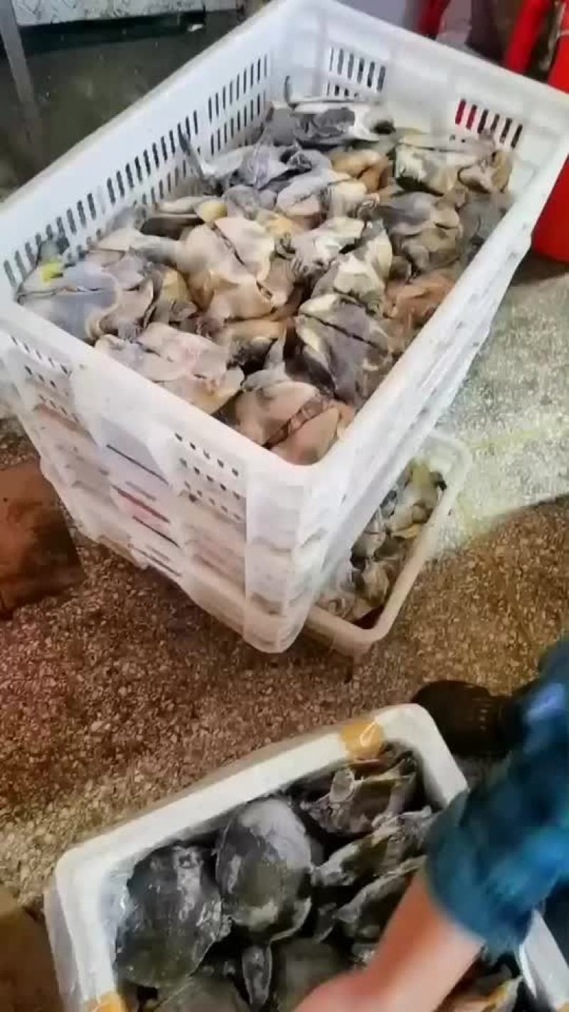 卤甲鱼批发，外塘小甲鱼，塘口现抓现杀，量大从优