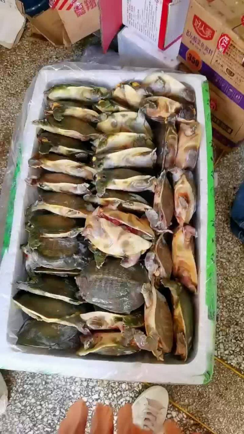 卤甲鱼批发，外塘小甲鱼，塘口现抓现杀，量大从优