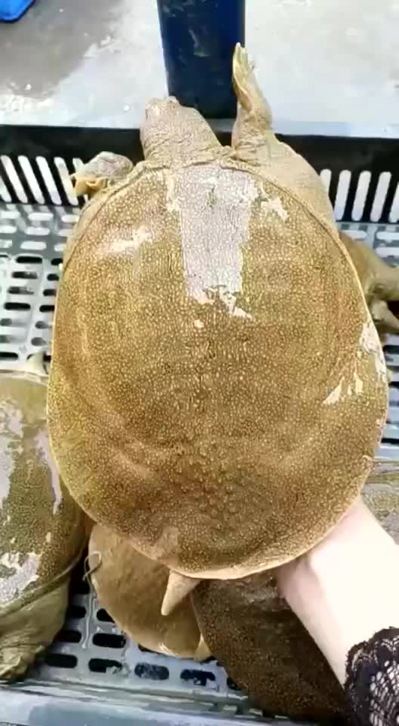 外塘老甲鱼生态甲鱼黄皮甲鱼，两斤到五六斤的，全国发货
