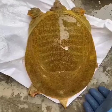 外塘老甲鱼生态甲鱼黄皮甲鱼，两斤到五六斤的，全国发货