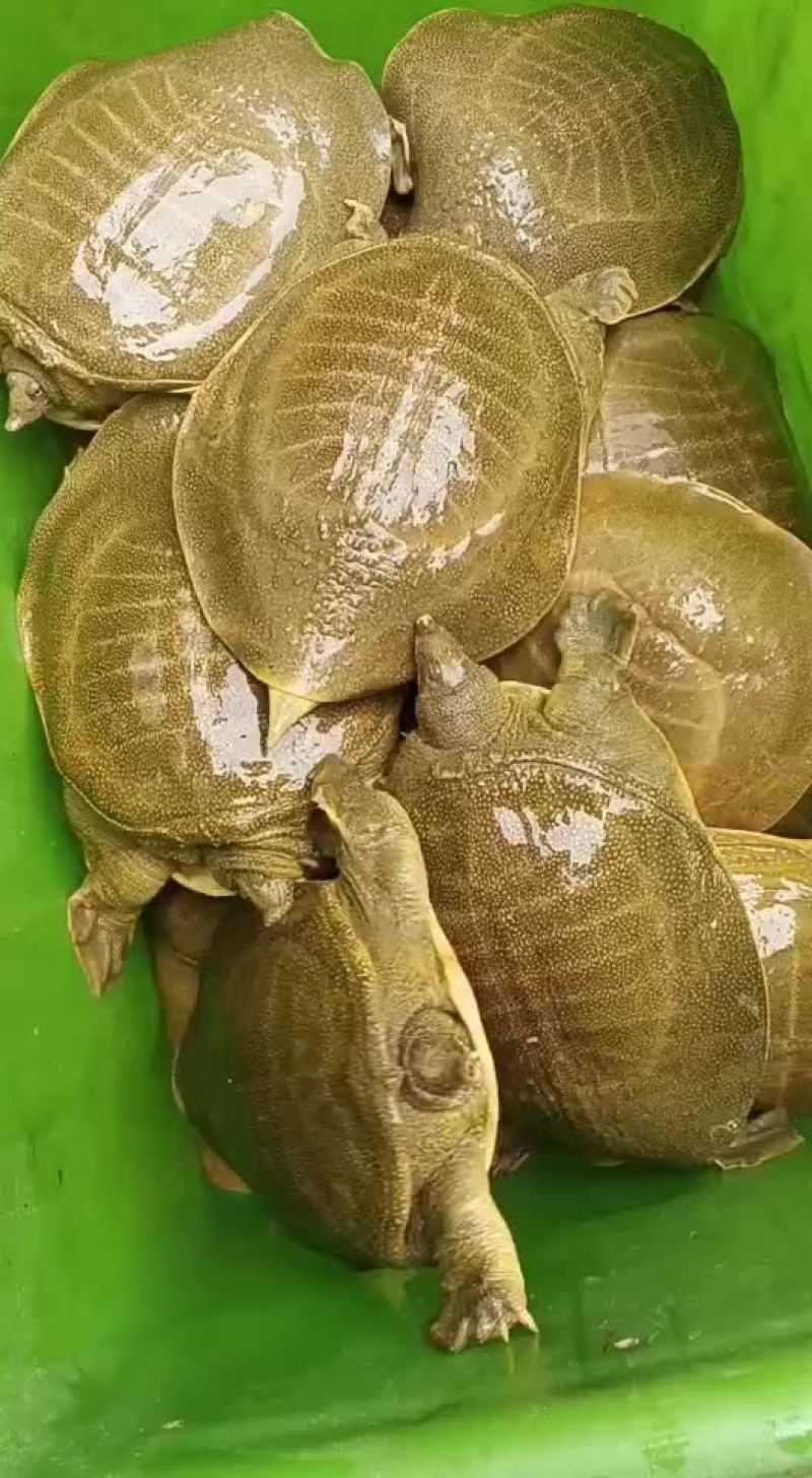 外塘老甲鱼生态甲鱼黄皮甲鱼，两斤到五六斤的，全国发货