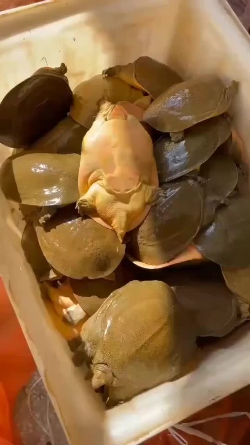 外塘老甲鱼生态甲鱼黄皮甲鱼，两斤到五六斤的，全国发货