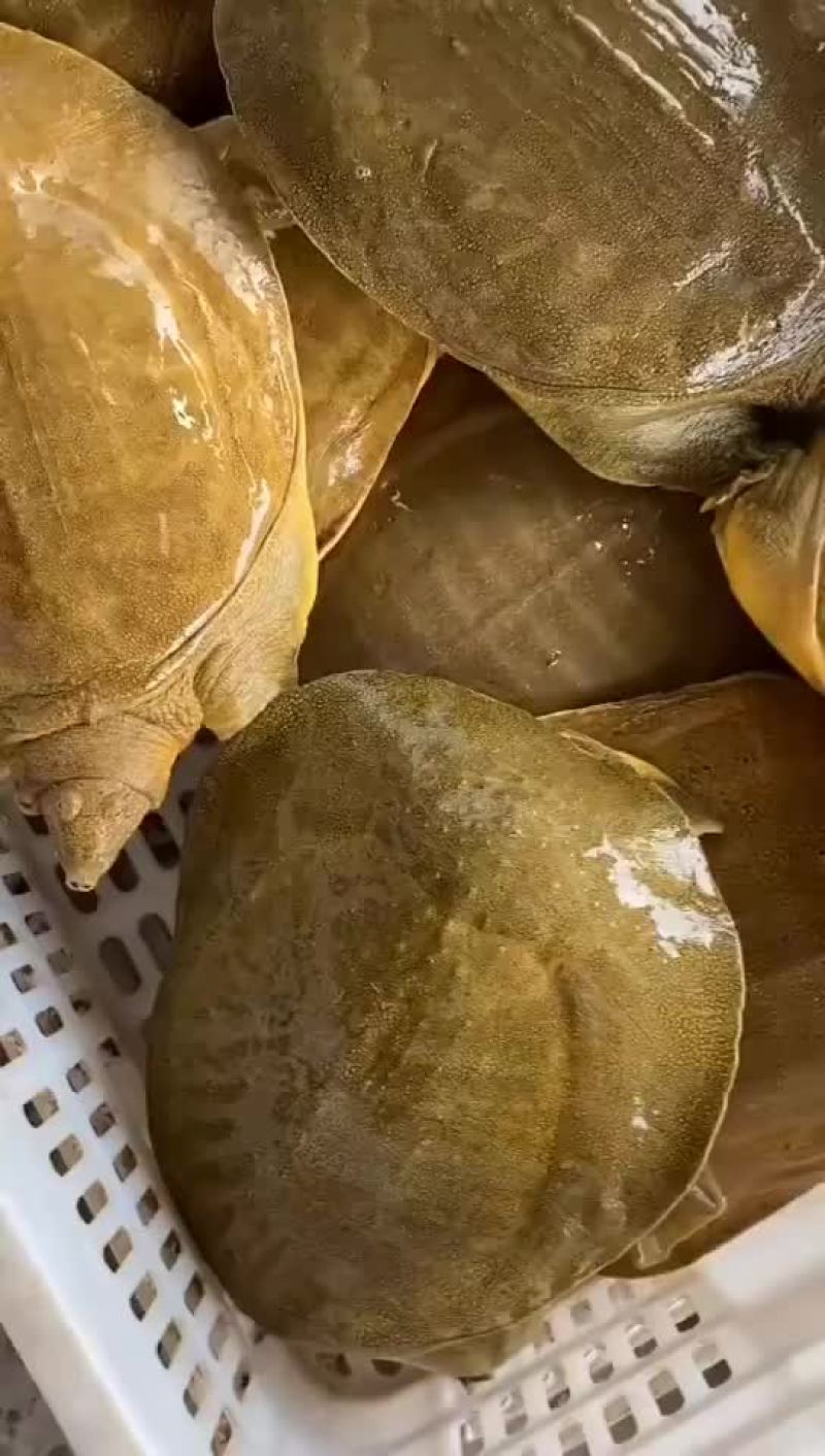 外塘老甲鱼生态甲鱼黄皮甲鱼，两斤到五六斤的，全国发货