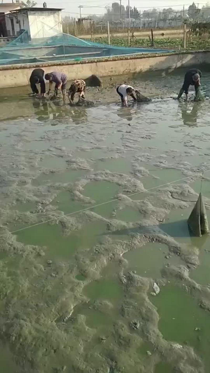 外塘老甲鱼生态甲鱼黄皮甲鱼，两斤到五六斤的，全国发货