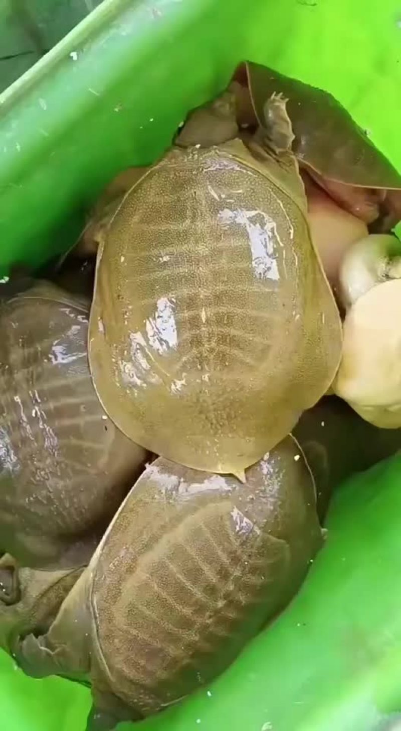 外塘老甲鱼生态甲鱼黄皮甲鱼，两斤到五六斤的，全国发货