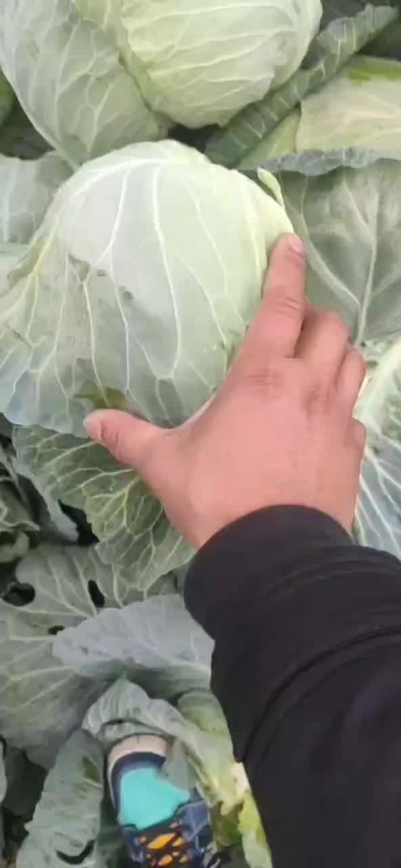 甘蓝