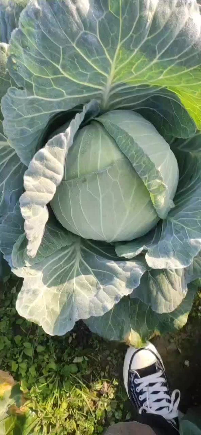 甘蓝