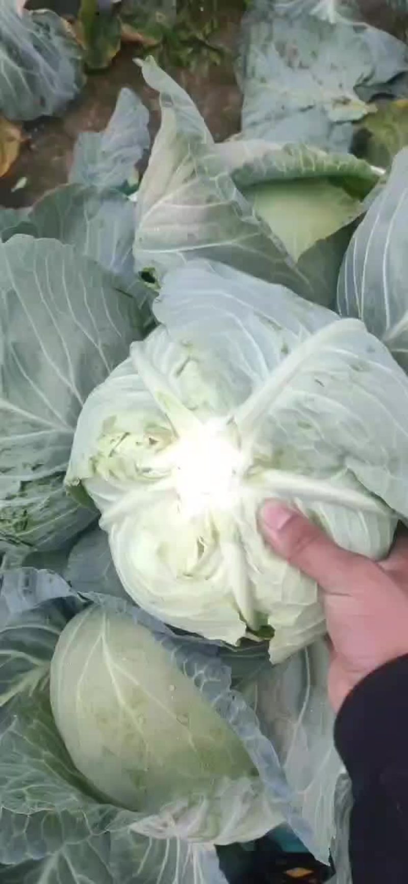 甘蓝