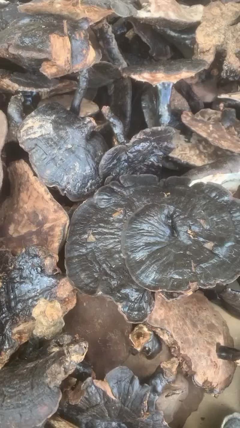 野生黑灵芝假一赔十，精选货全是大个头。15公分左右。