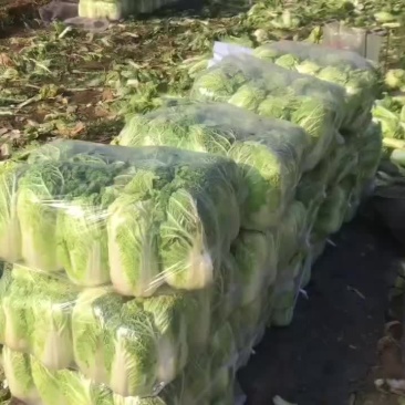 黄心娃娃菜