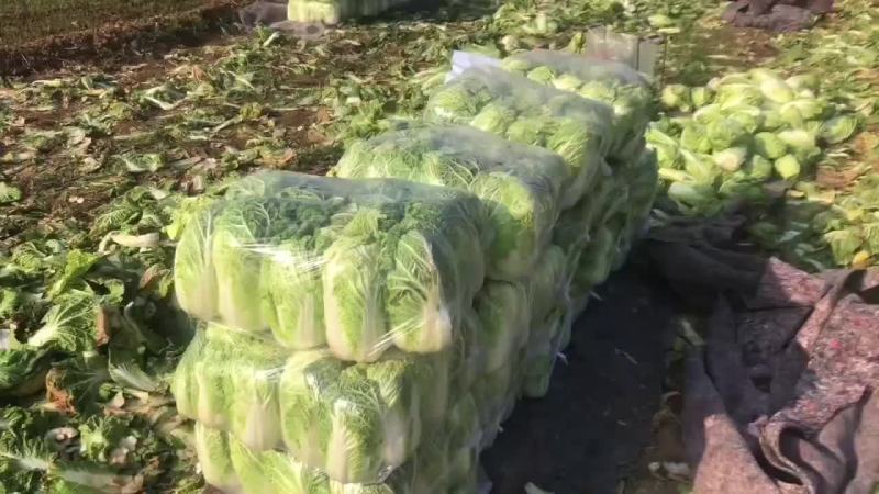 黄心娃娃菜