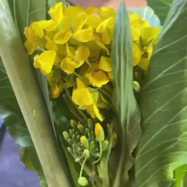 种植菜心。一手种植