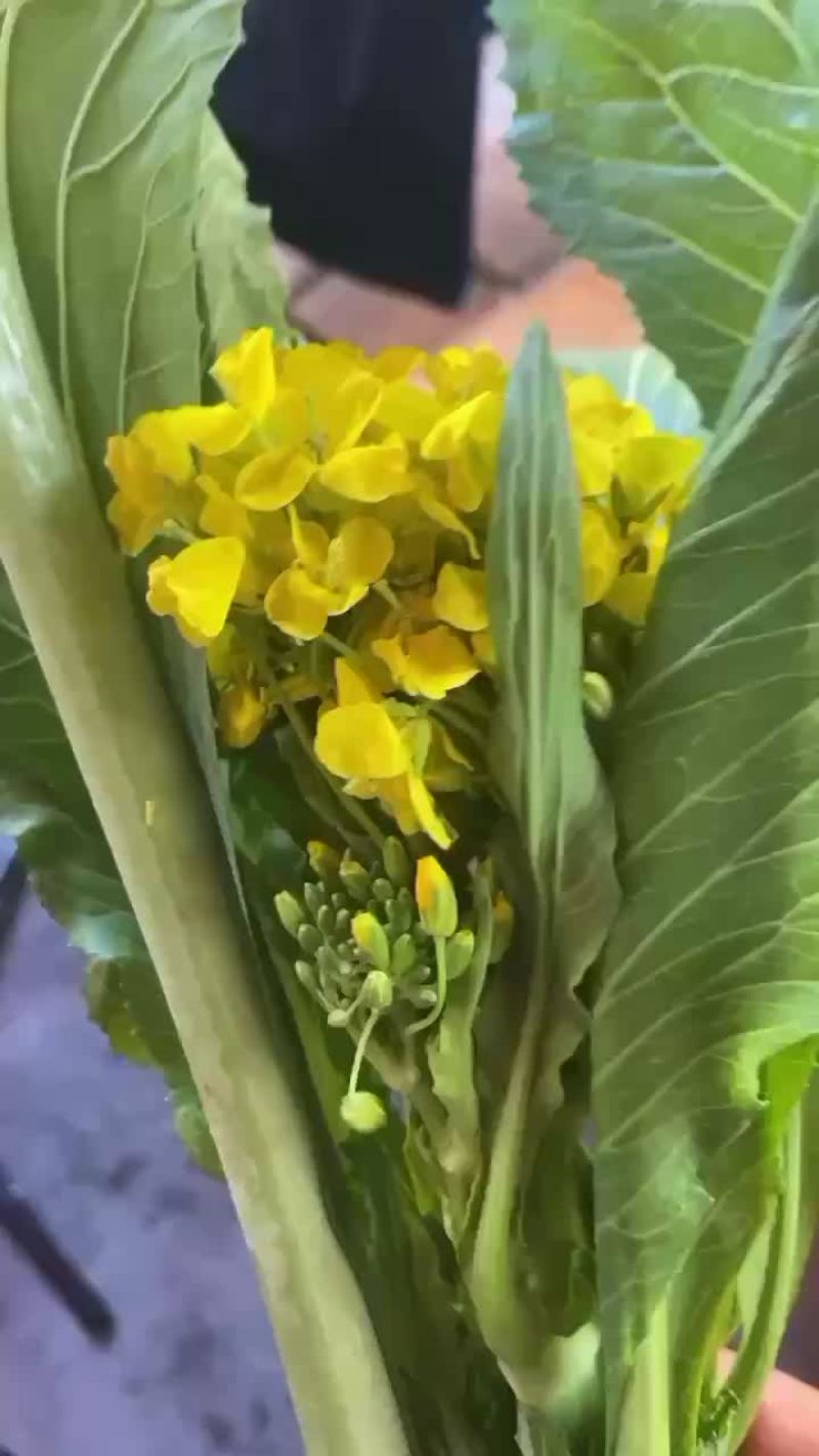 种植菜心。一手种植