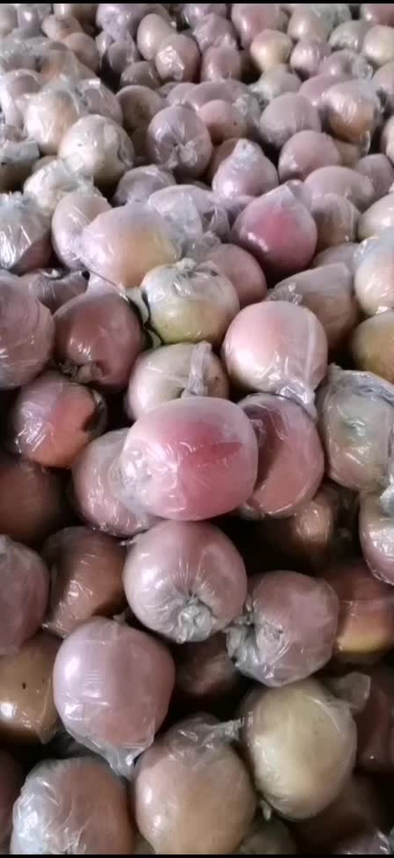 冠县红富士
