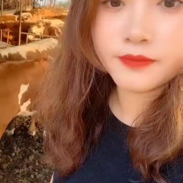 利木赞牛犊买十头送一头包送货有需要的联
