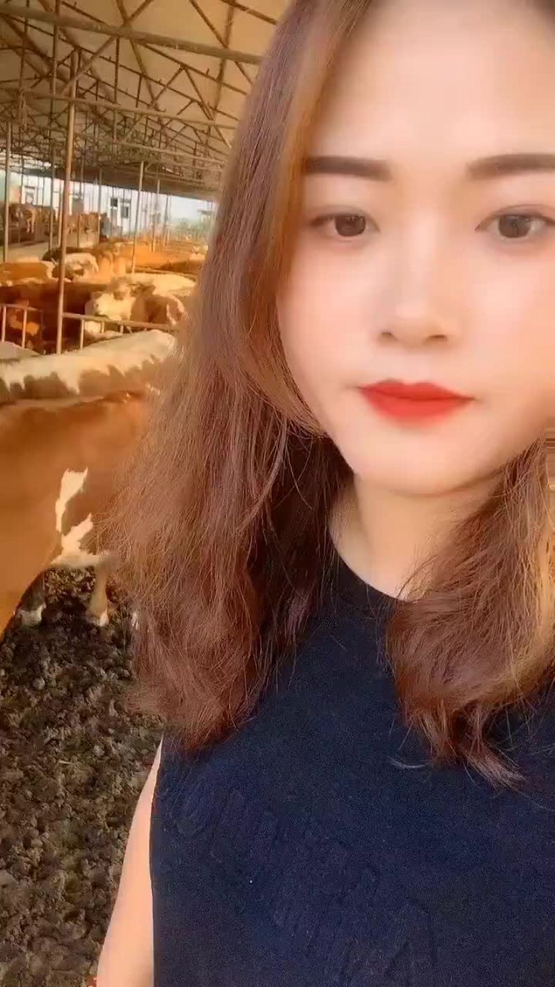 利木赞牛犊买十头送一头包送货有需要的联