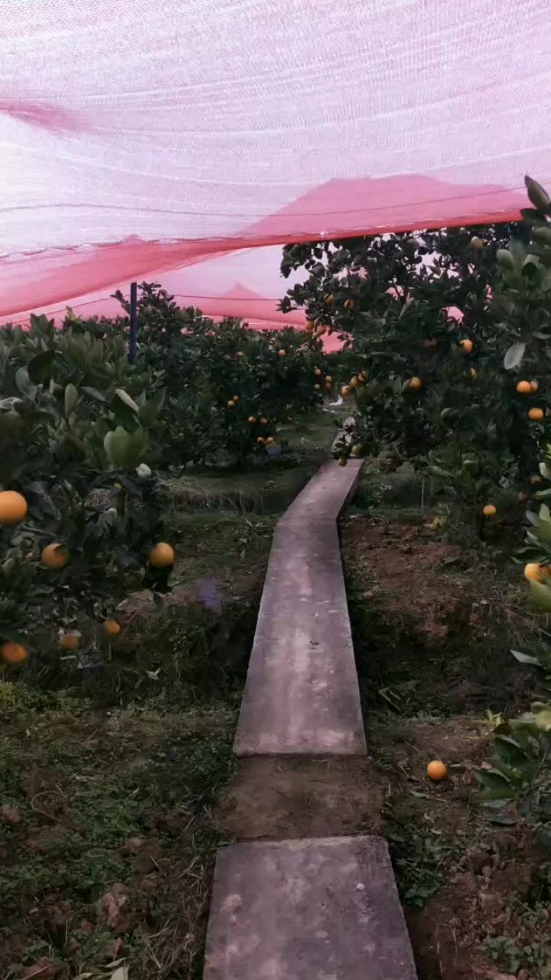 四川伦晚脐橙