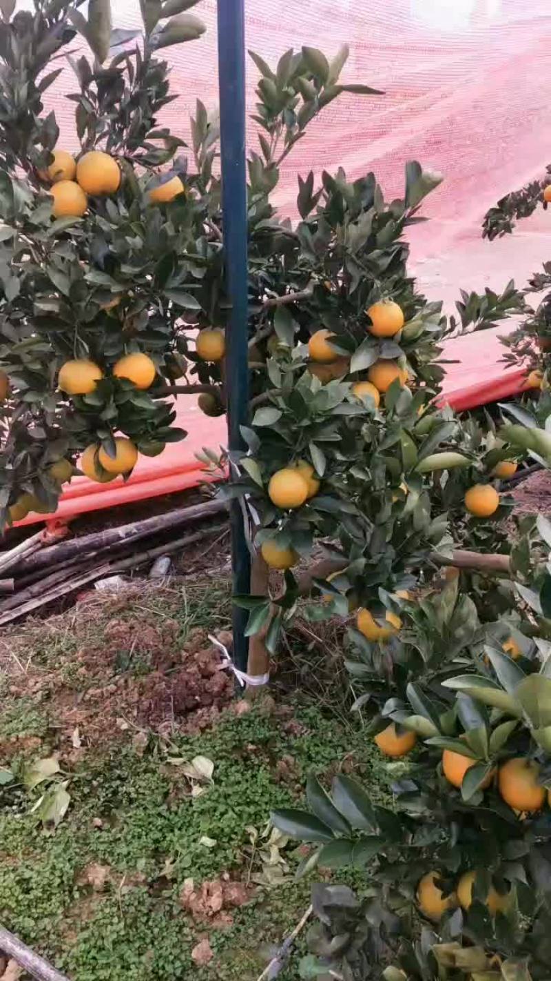 四川伦晚脐橙