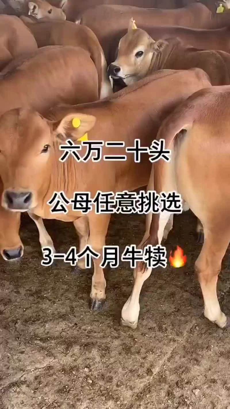 奶牛牛犊买十头送一头包送货有需要的联系