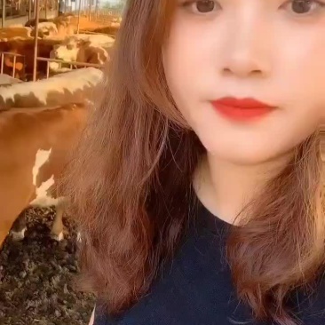 种牛买十头送一头包送货有需要的联系我